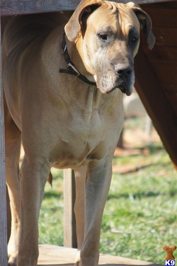 Copper Duke Sir Lancelot